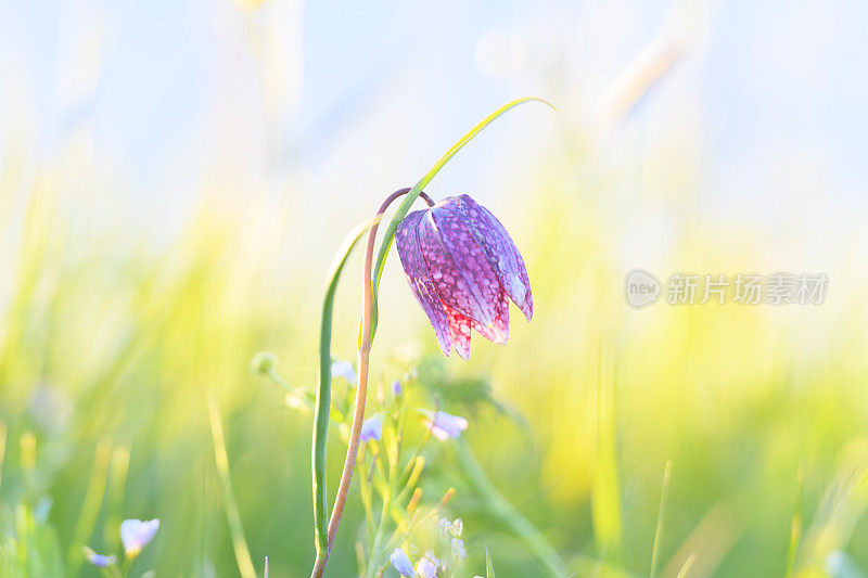 蛇头贝母(Fritillaria meleagris)在一个美丽的春天夕阳草场上